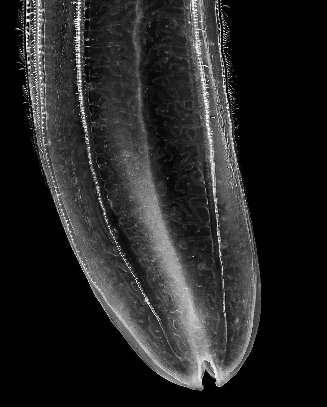 Jan C. Schlegel, Comb Jellyfish (Beroe Cucumis), Cape Town, 2023