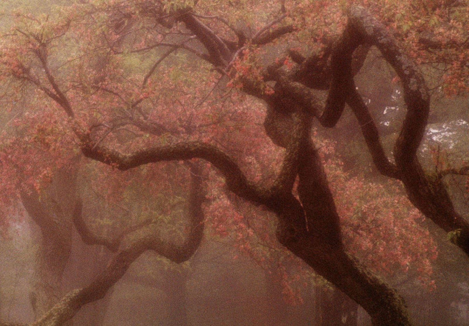 Robert Farber, Blossoms, South Port,Connecticut, 1983