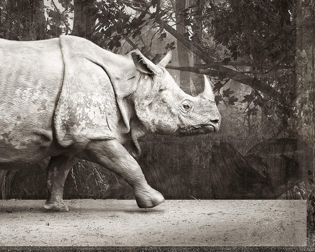 Jan Gulfoss, Rhinoceros de Dürer, c. 2013-2016