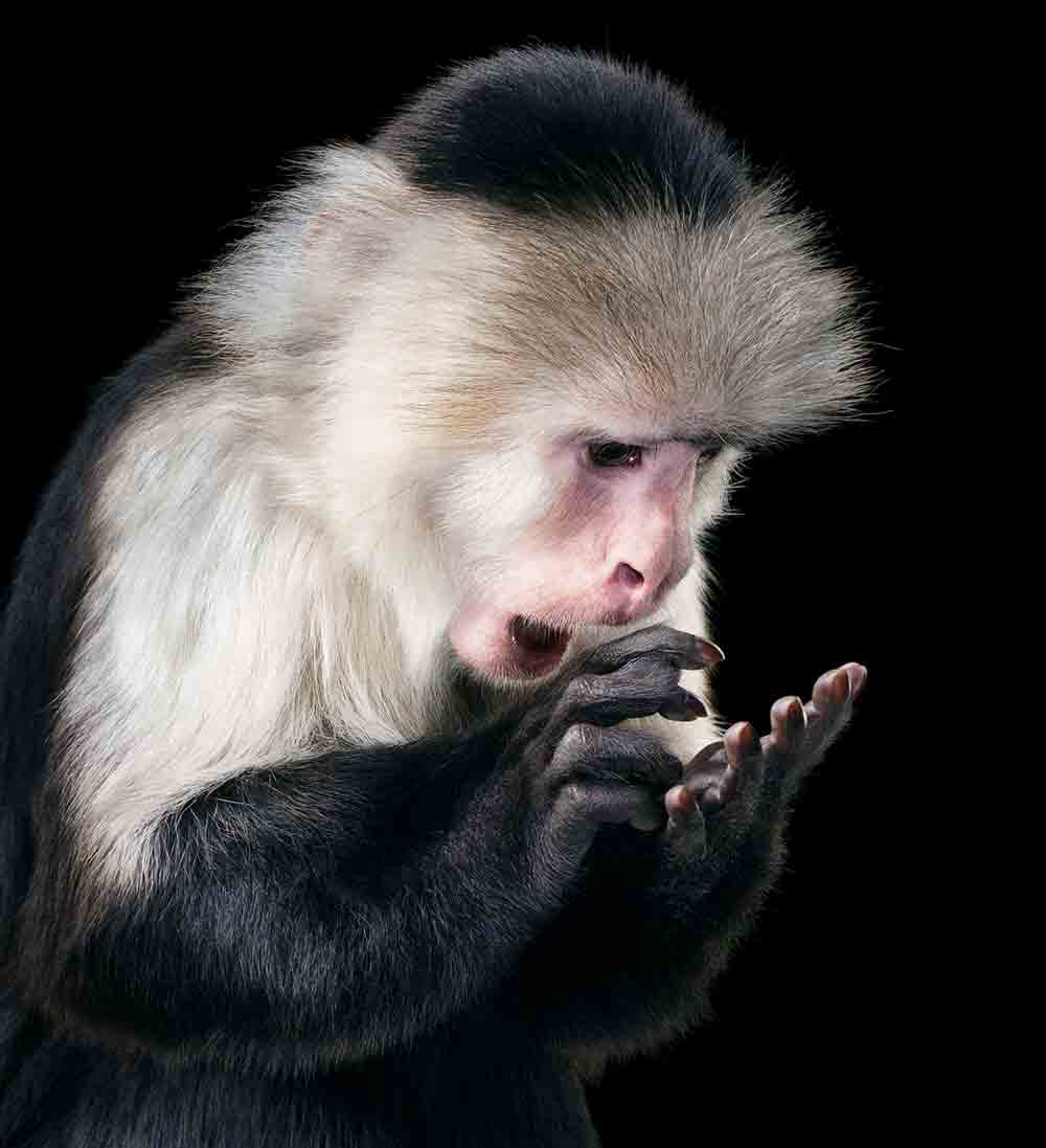 Tim Flach, Rupee