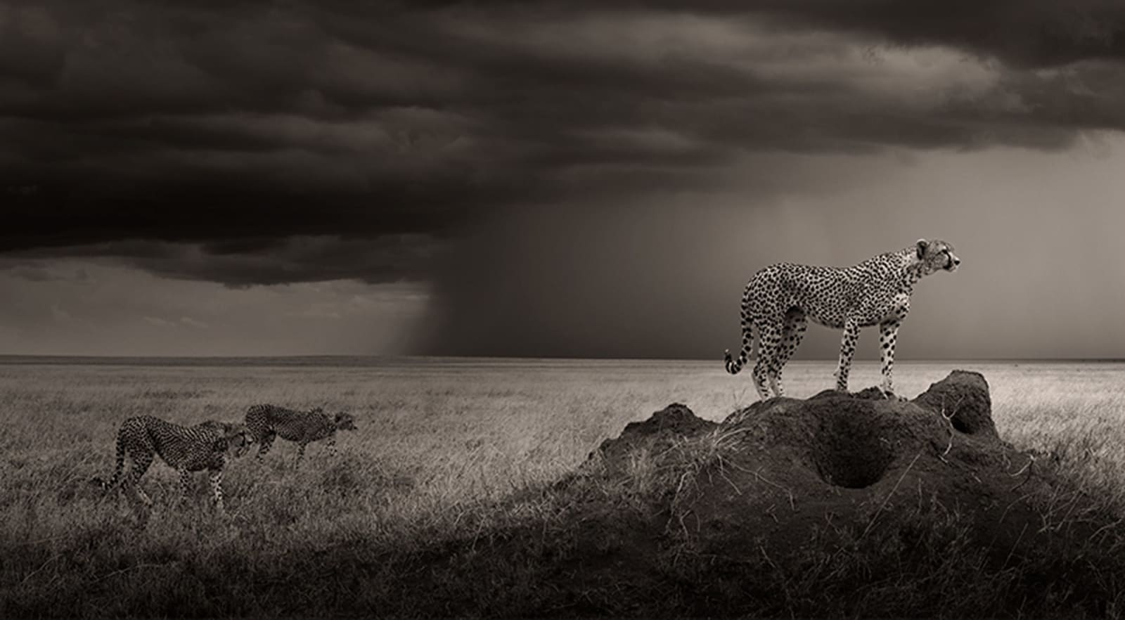 Joachim Schmeisser, Thunderroad, 2023