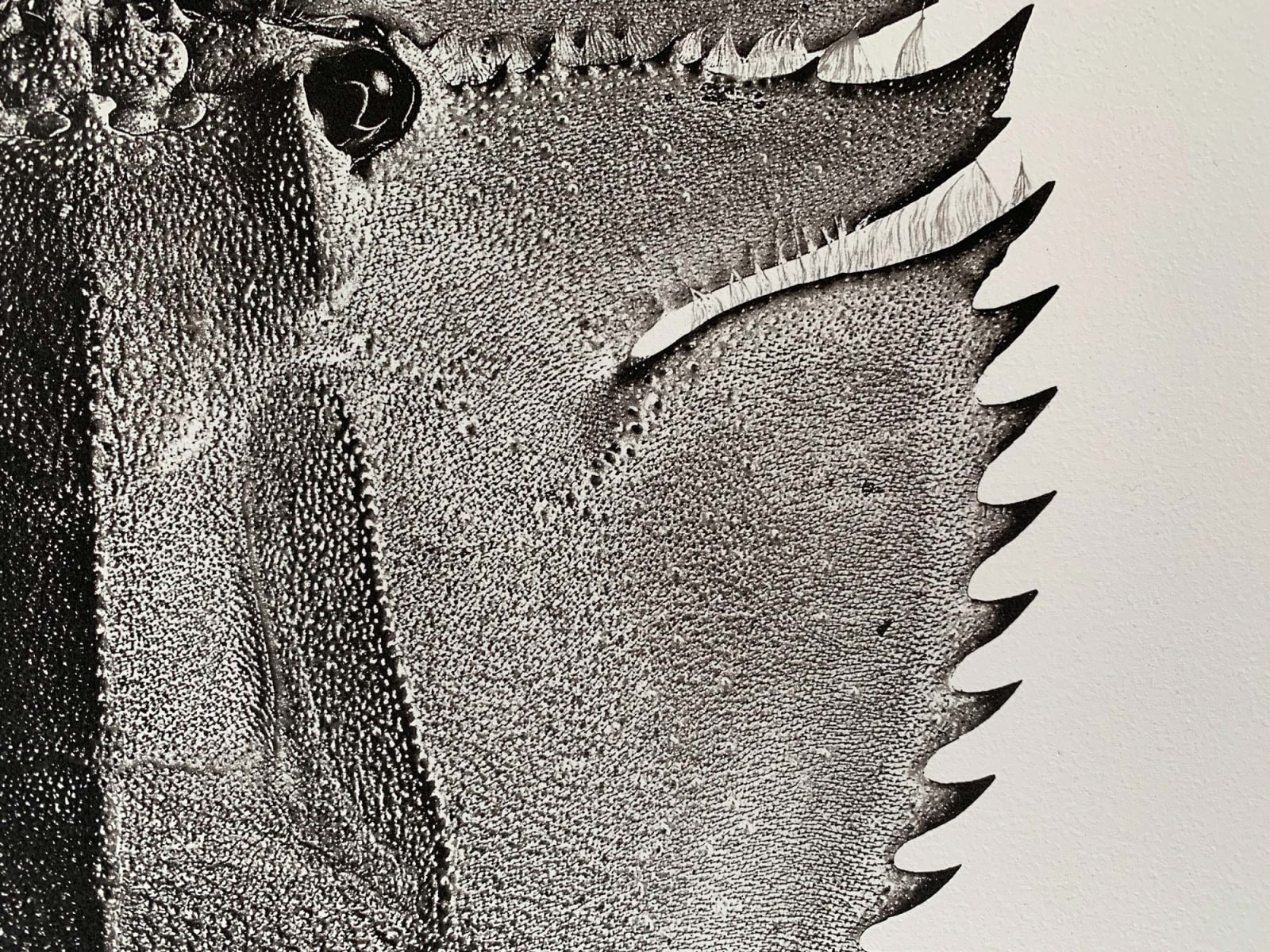 Jan C. Schlegel, Thenum Orientalis, 2018