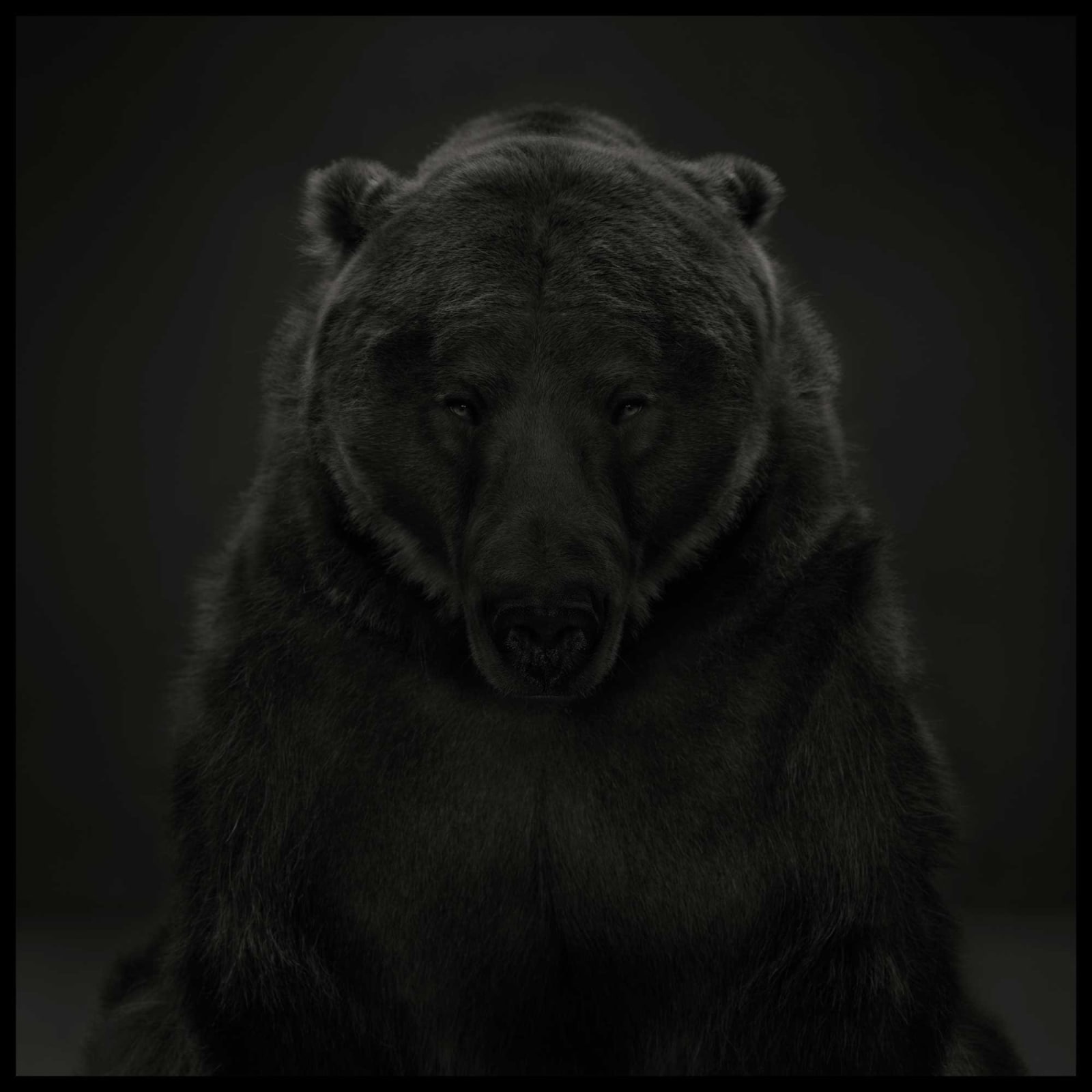 Dean West, Kodiak Bear #1, 2024