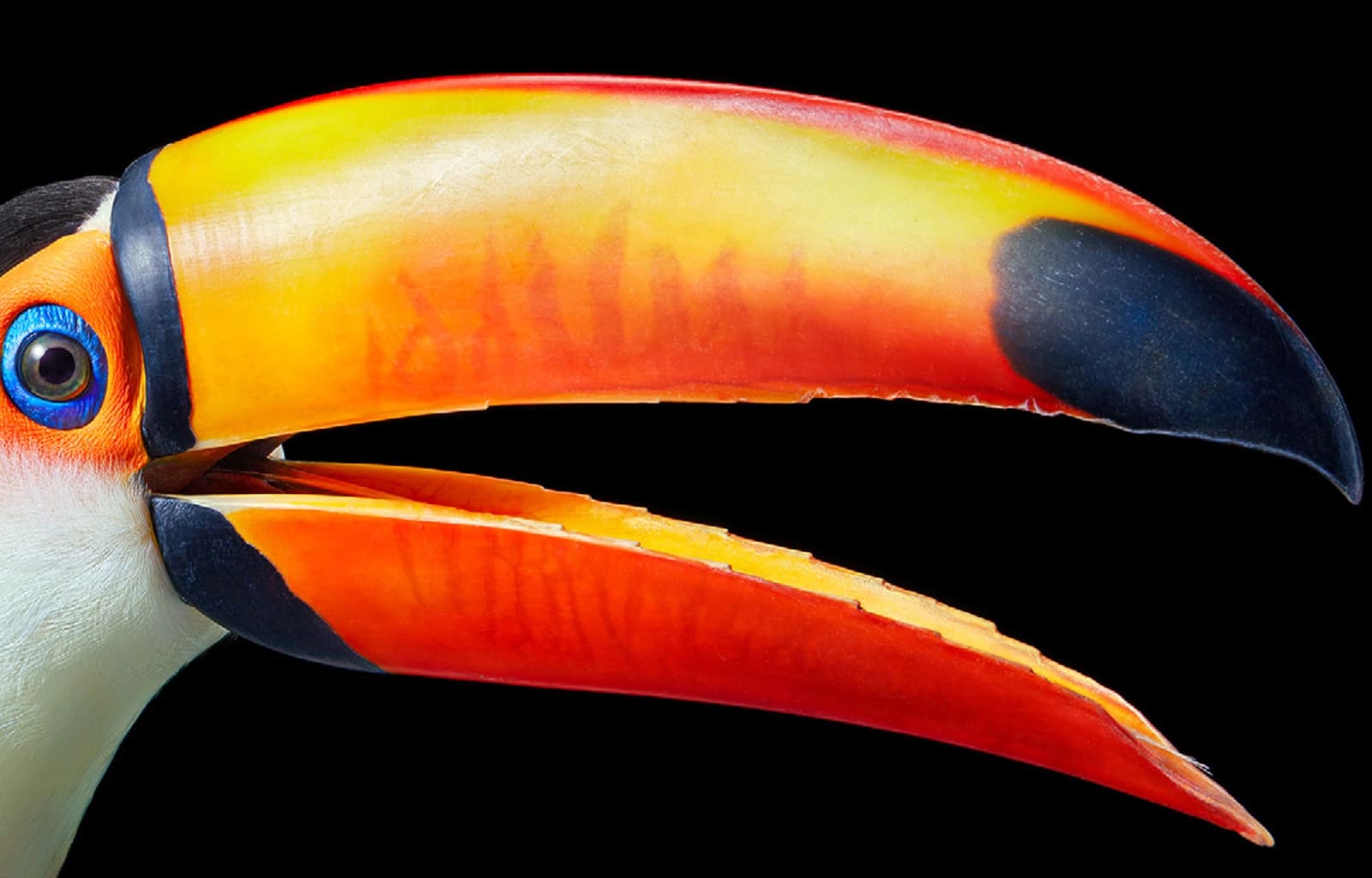 Tim Flach, Toco Toucan - Profile, 2021