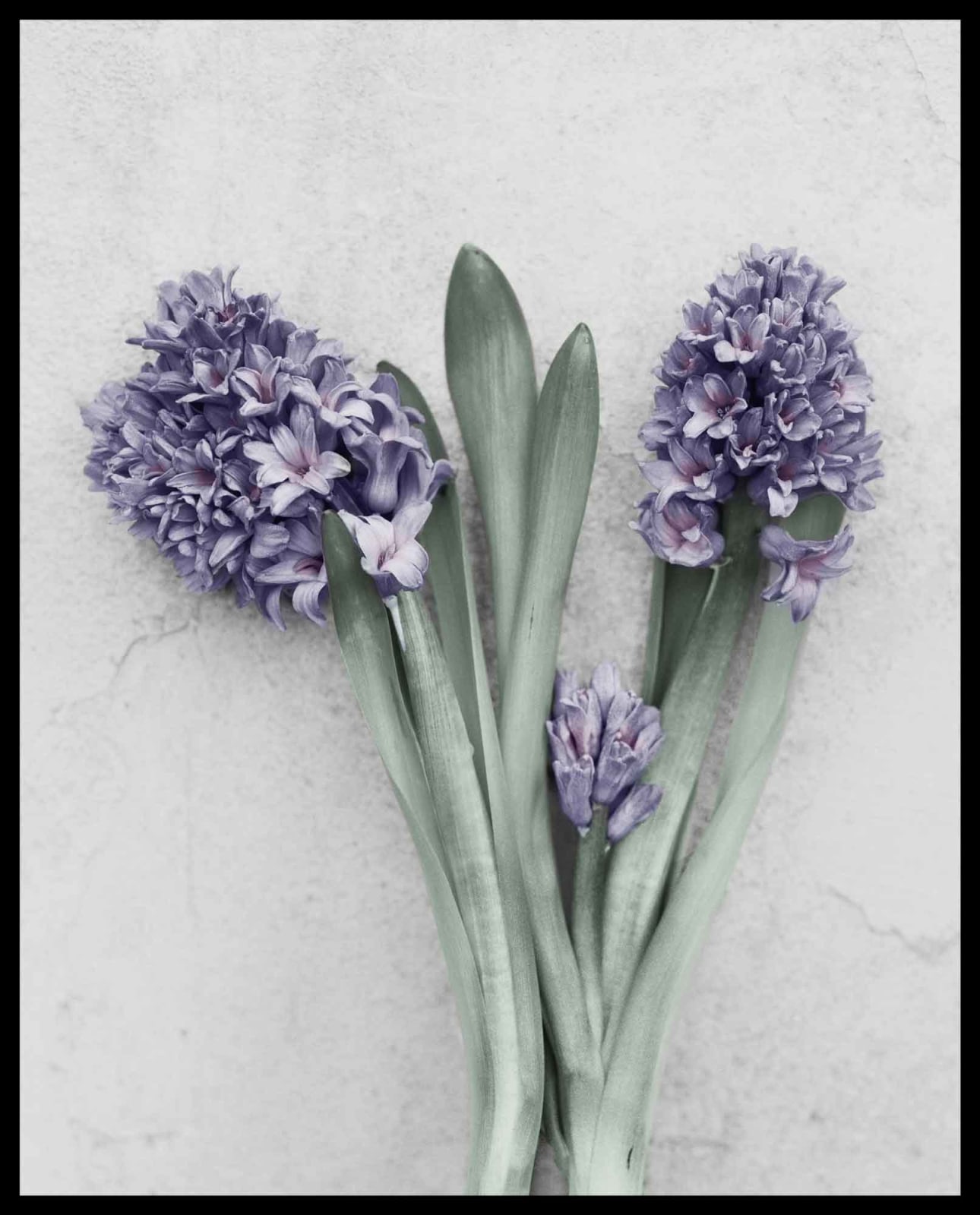 Vee Speers, Botanica #24 (Hyacinthus Orientalis), 2016