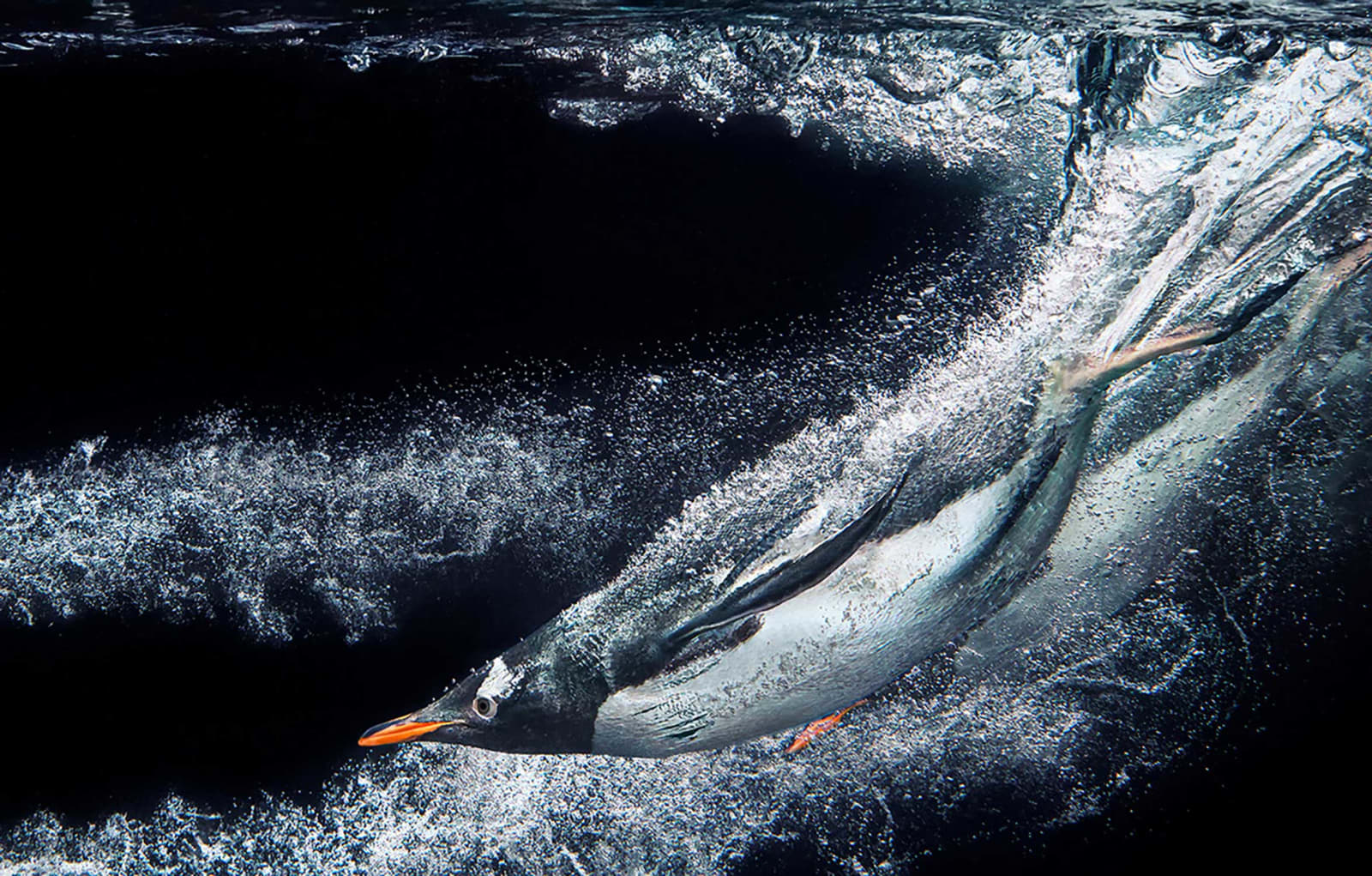 Tim Flach, Gentoo Penguins Diving, 2021