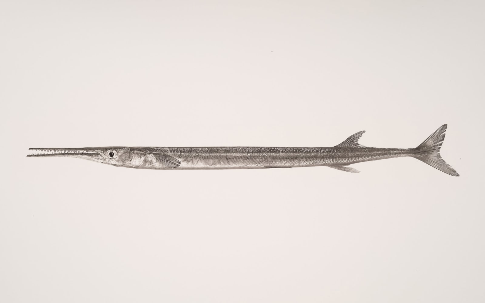 Jan C. Schlegel, Belonidae, 2018