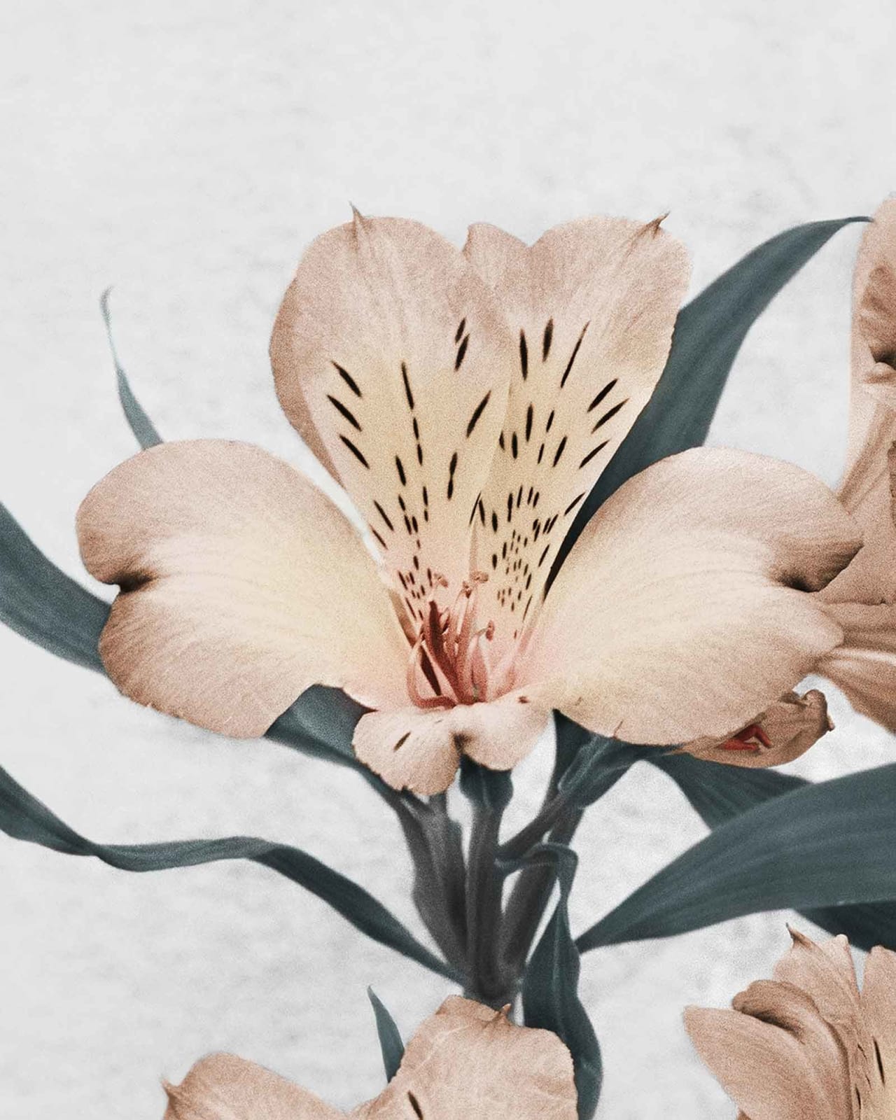 Vee Speers, Botanica #30 (Alstroemeria), 2016