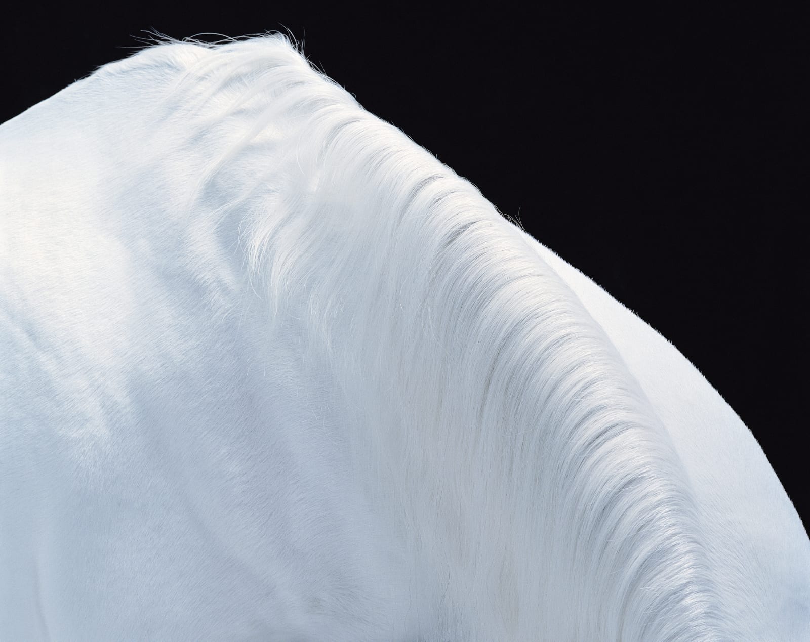 Tim Flach, Horse Mountain, 2008