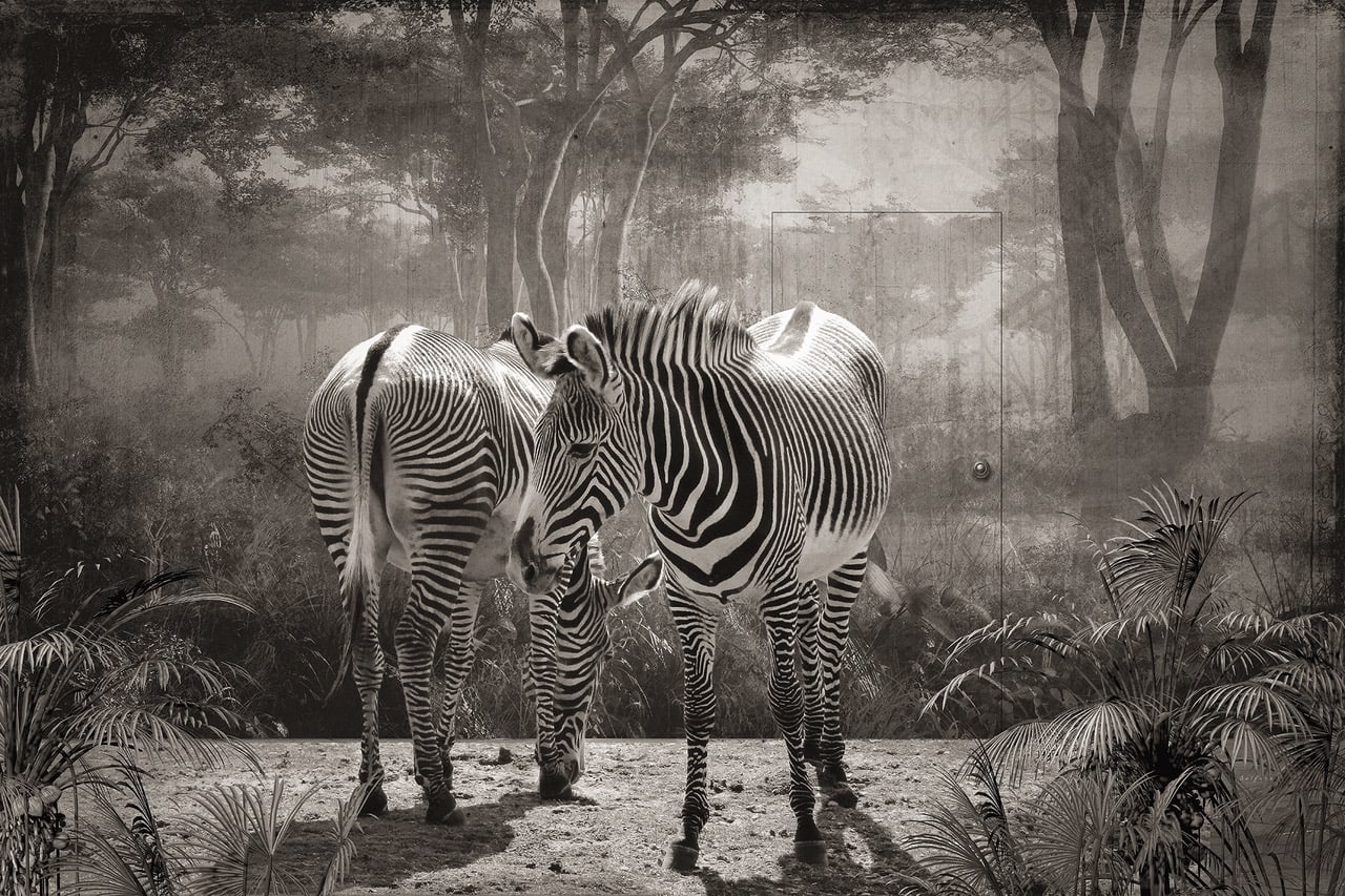 Jan Gulfoss, Zebres de Grevy devant un Décor, 2016