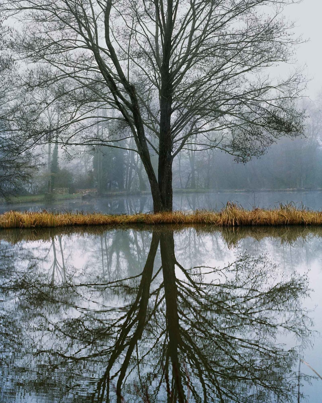 Vee Speers, Untitled #7, 2020
