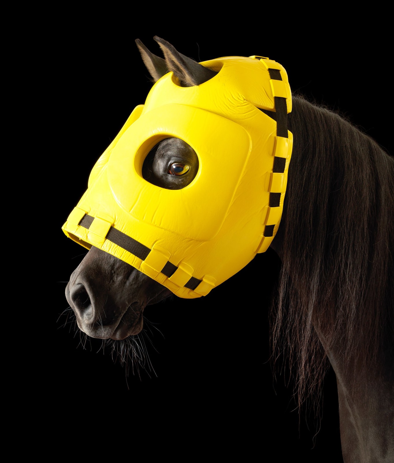 Tim Flach, Mask - Head Protector, 2008