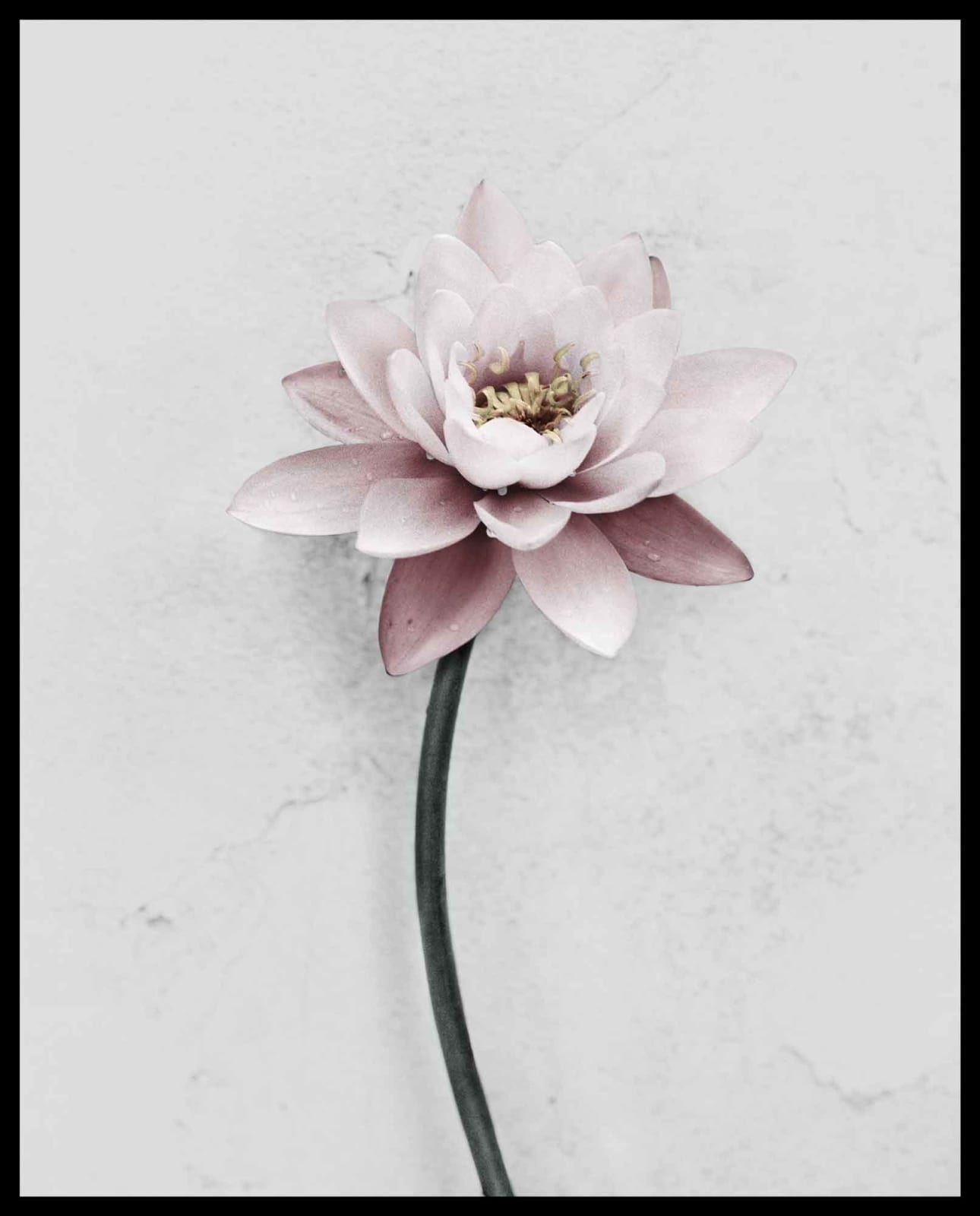 Vee Speers, Botanica #29 (Lotus), 2016