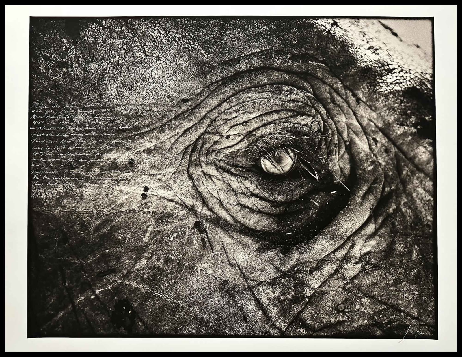 Joachim Schmeisser, Elephant Eye, 2020