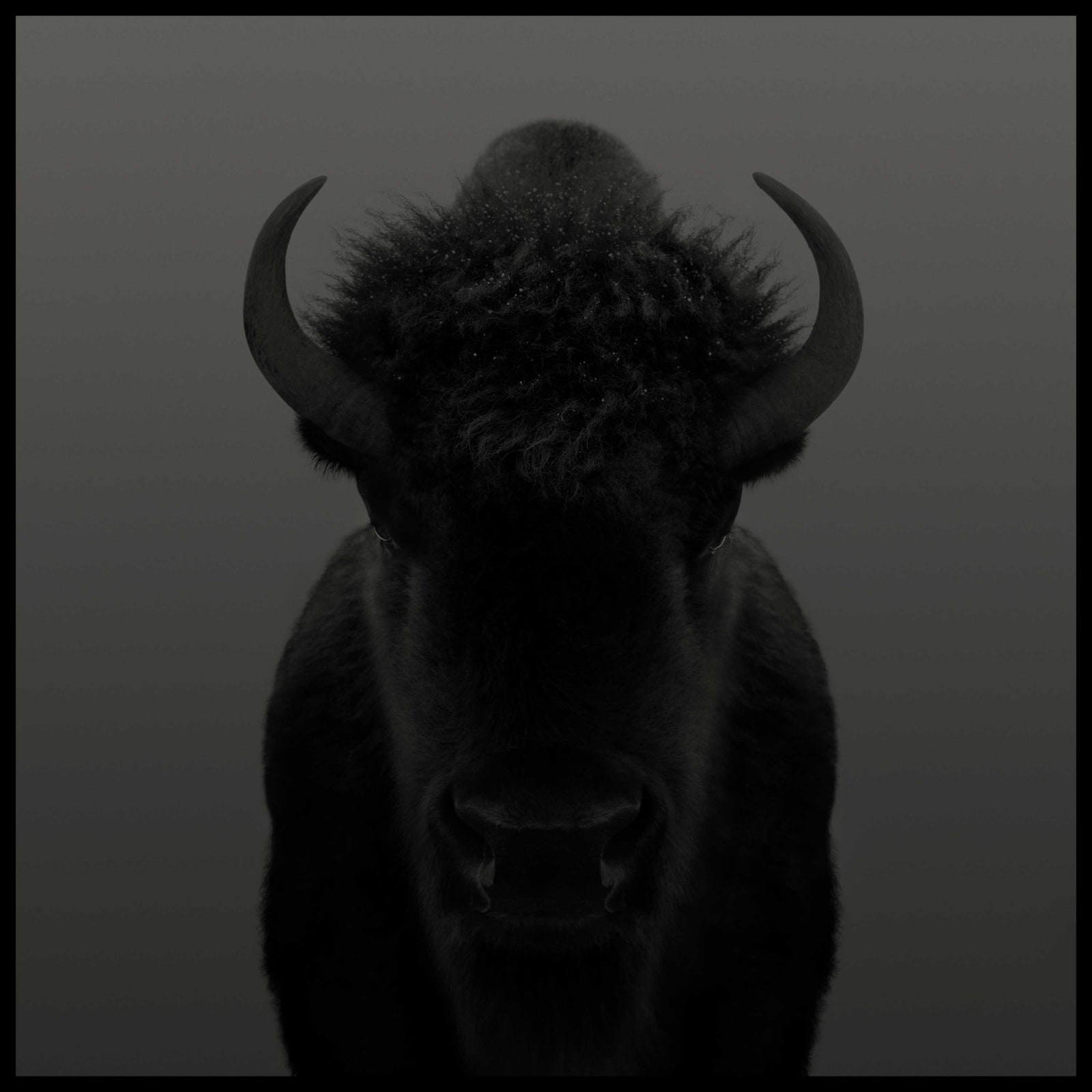 Dean West, American Bison #1, 2025