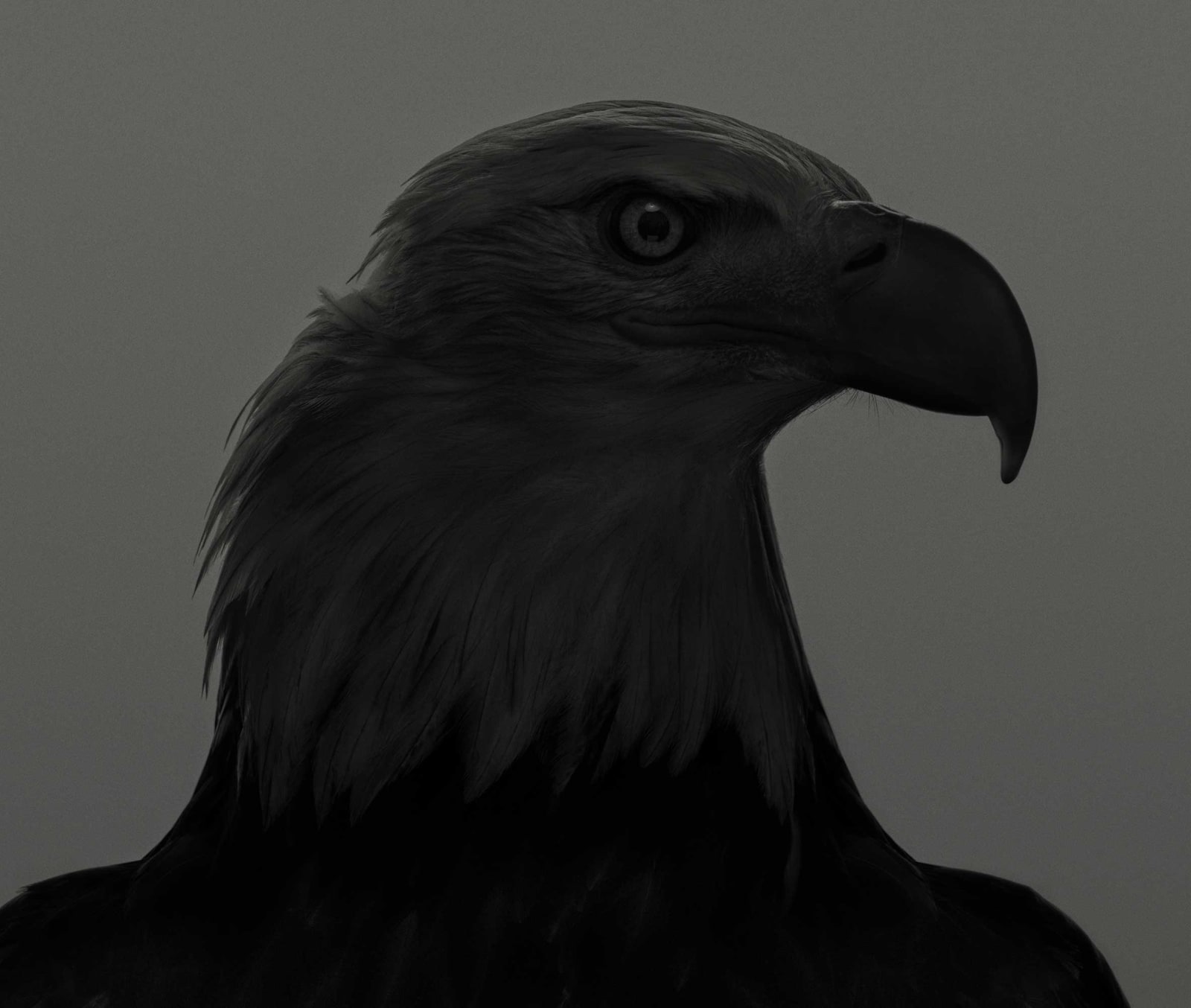 Dean West, Bald Eagle #2, 2025