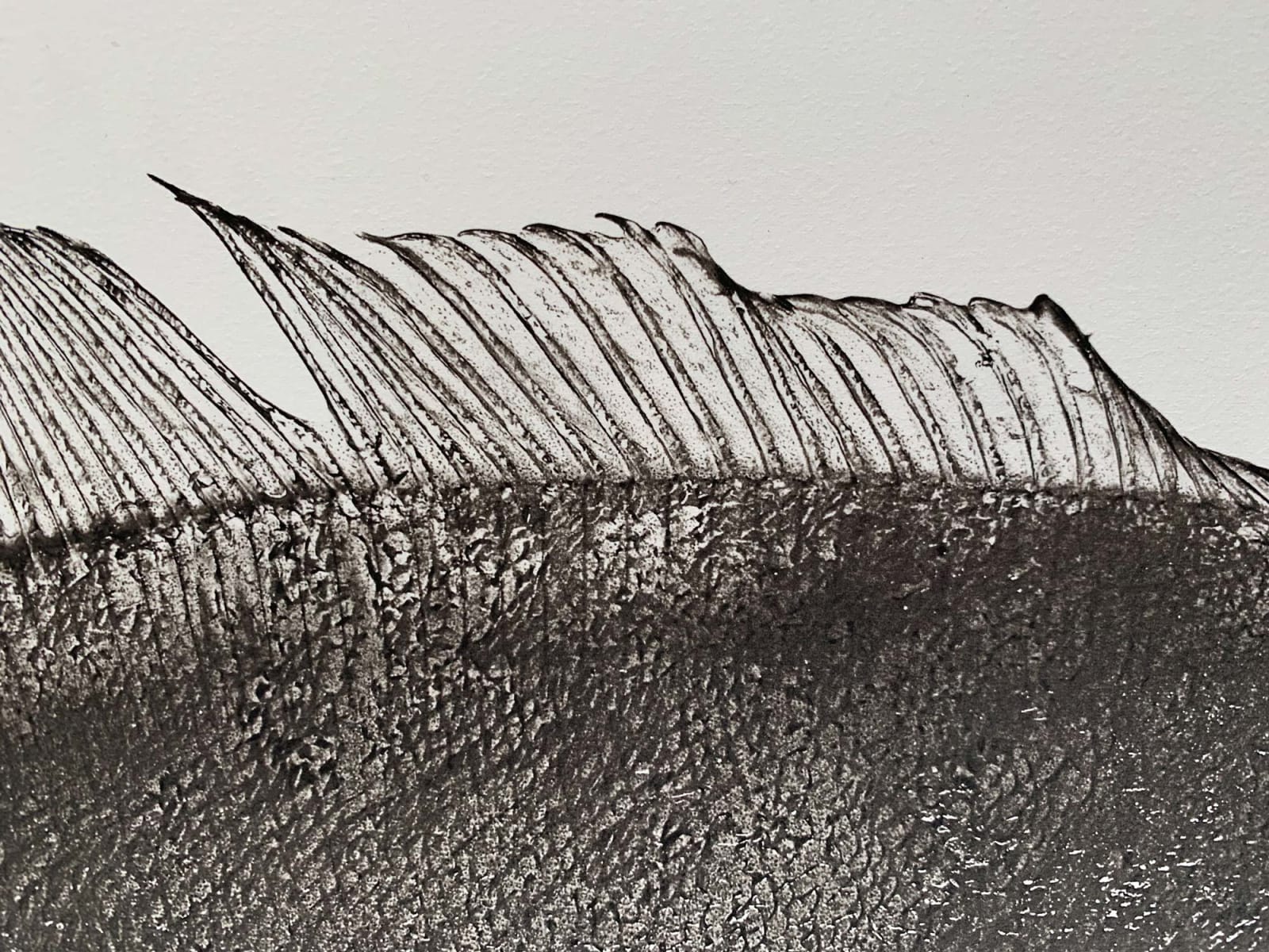Jan C. Schlegel, Pleuronectes Platessa, 2018