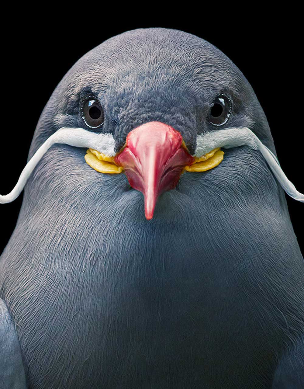Tim Flach, Inca Tern, 2021