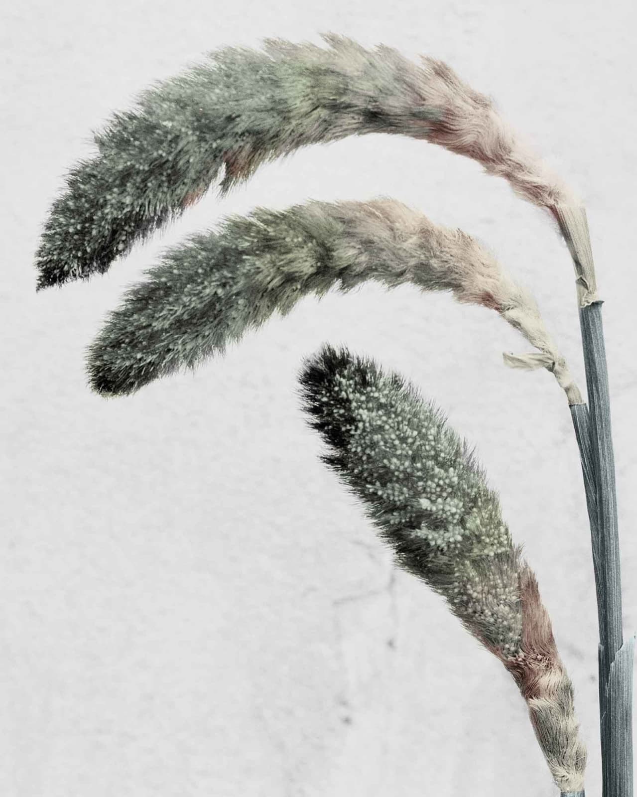 Vee Speers, Botanica #22 (Pennisetum), 2016