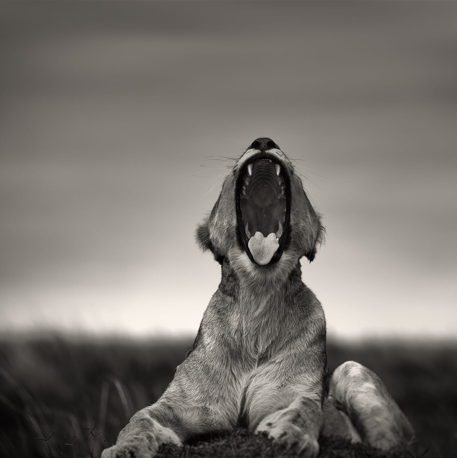 Joachim Schmeisser, Roaring Female, 2020