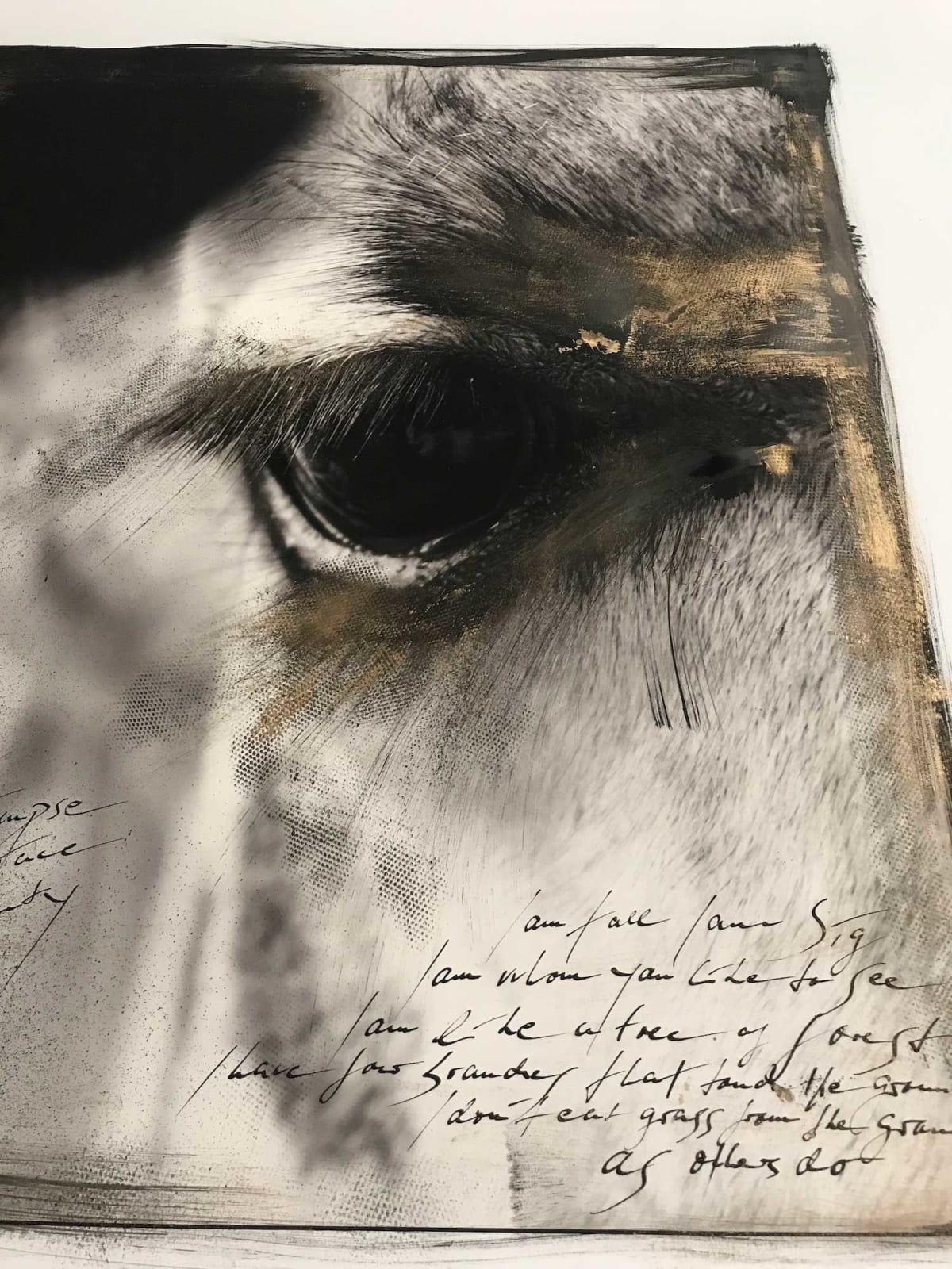 Joachim Schmeisser, Giraffe's Eye, 2020