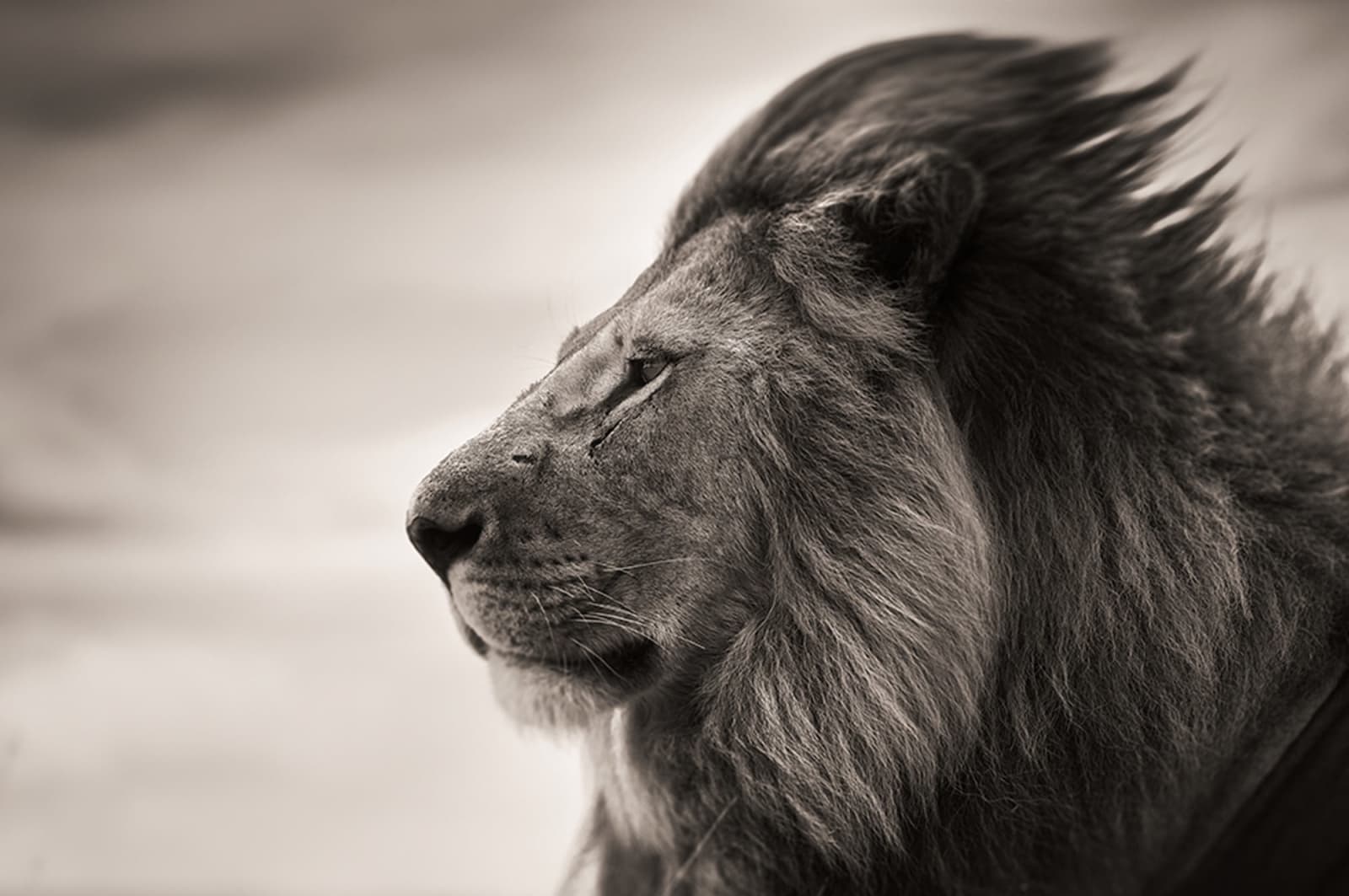 Joachim Schmeisser, Patience, 2022