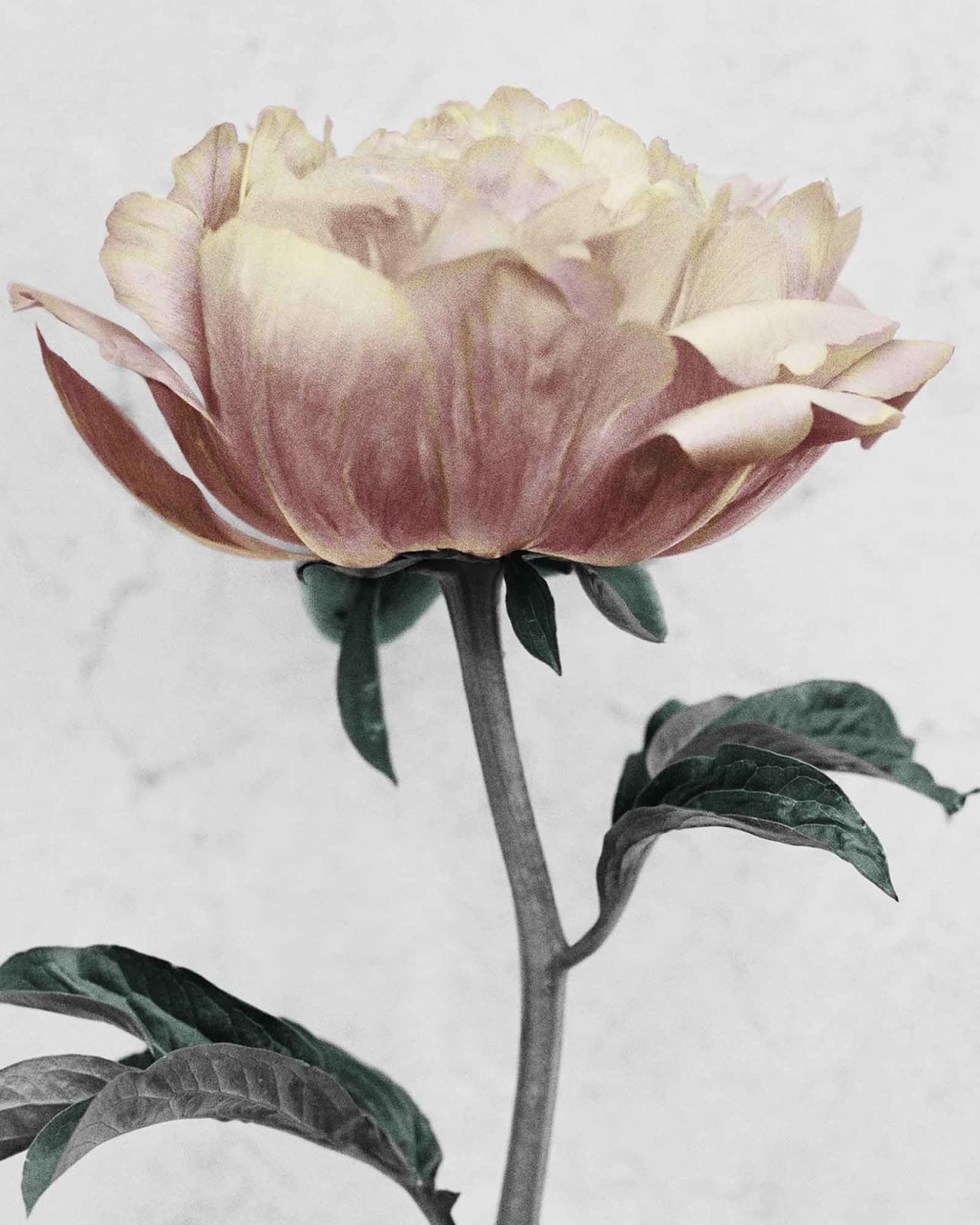 Vee Speers, Botanica #16 (Paeonia), 2016