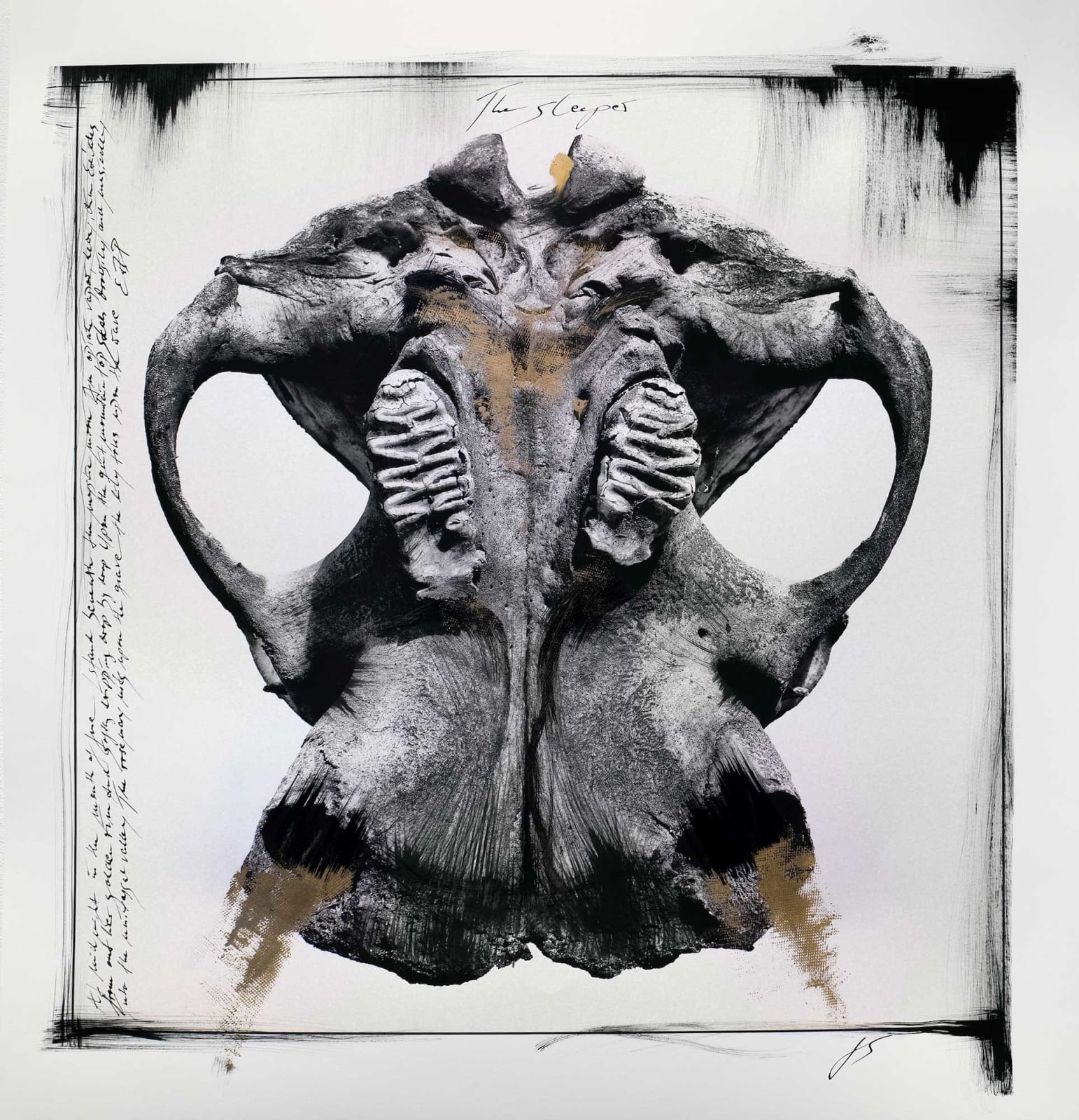 Joachim Schmeisser, Elephant Skull, 2020