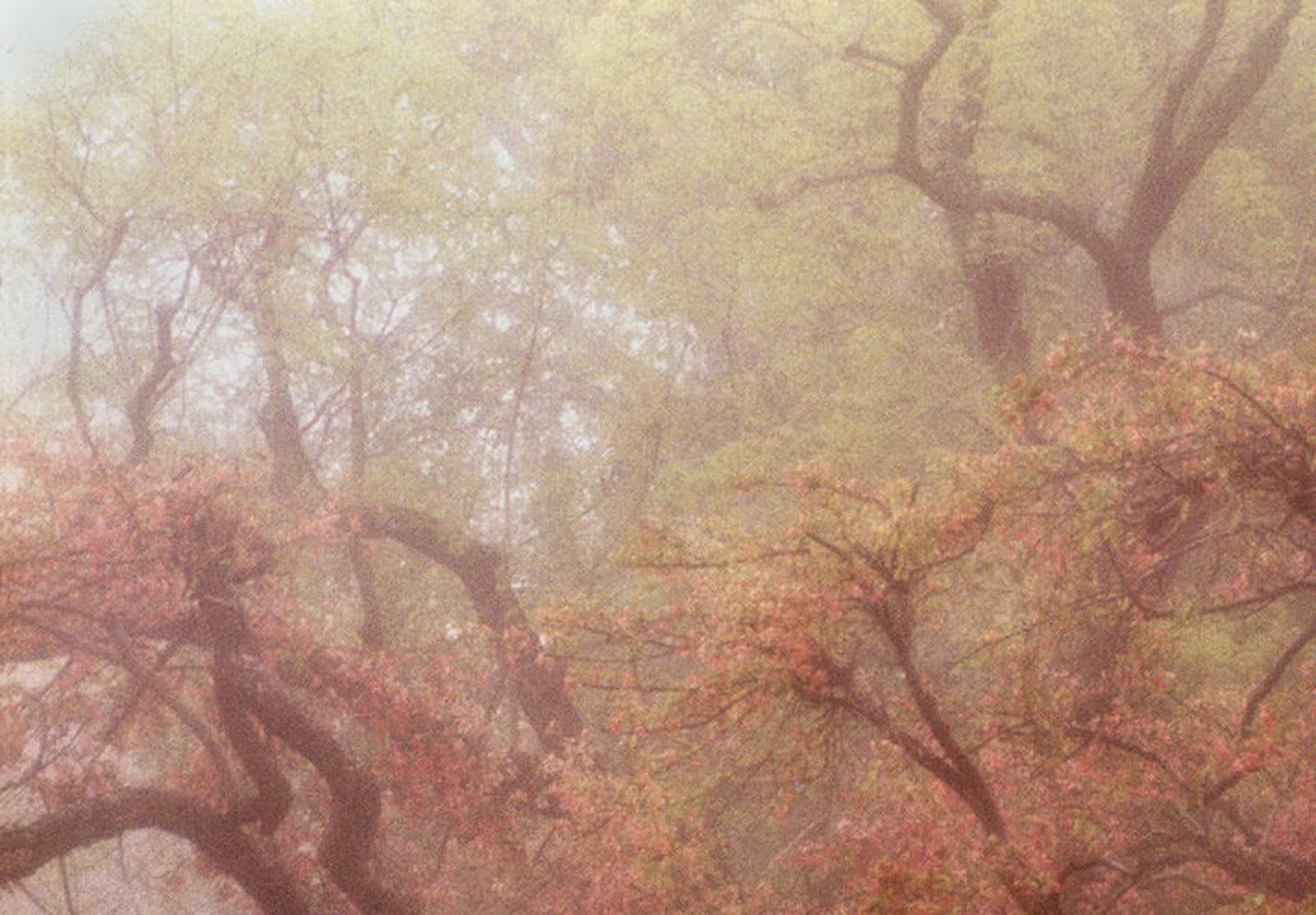 Robert Farber, Blossoms, South Port,Connecticut, 1983