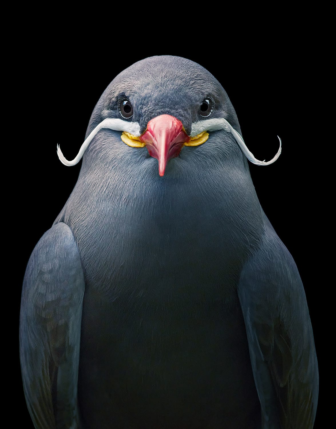 Tim Flach, Inca Tern, 2021