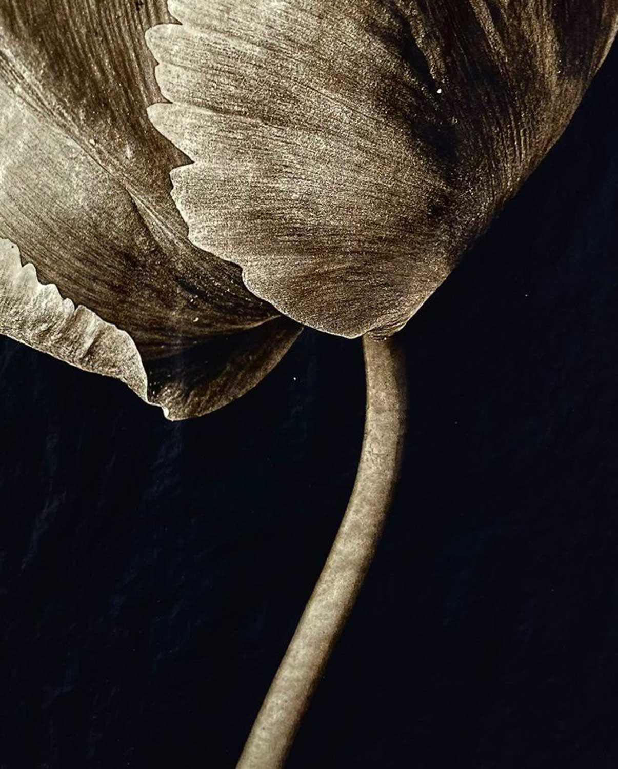 Jan C. Schlegel, Tulip #2, 2023