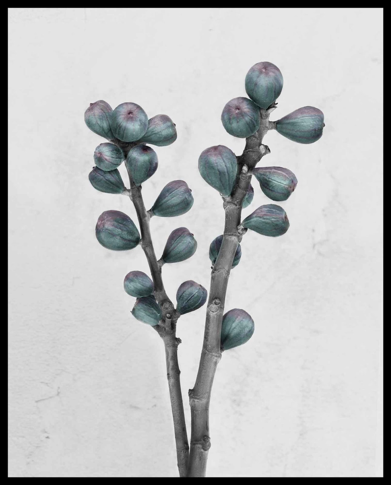 Vee Speers, Botanica #27 (Ficus Carica), 2016