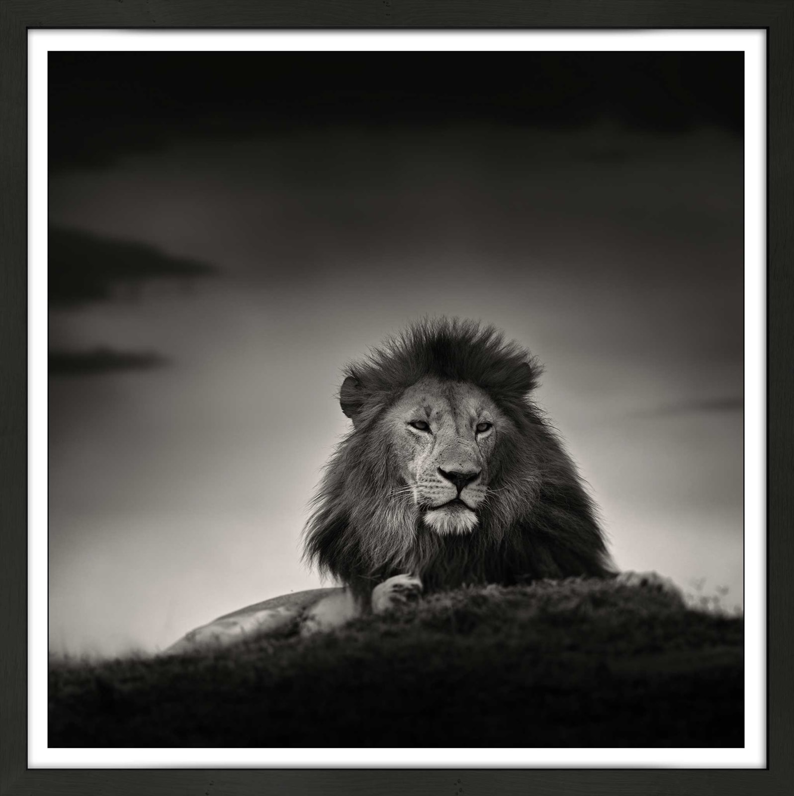 Joachim Schmeisser, Lion Portrait, 2020