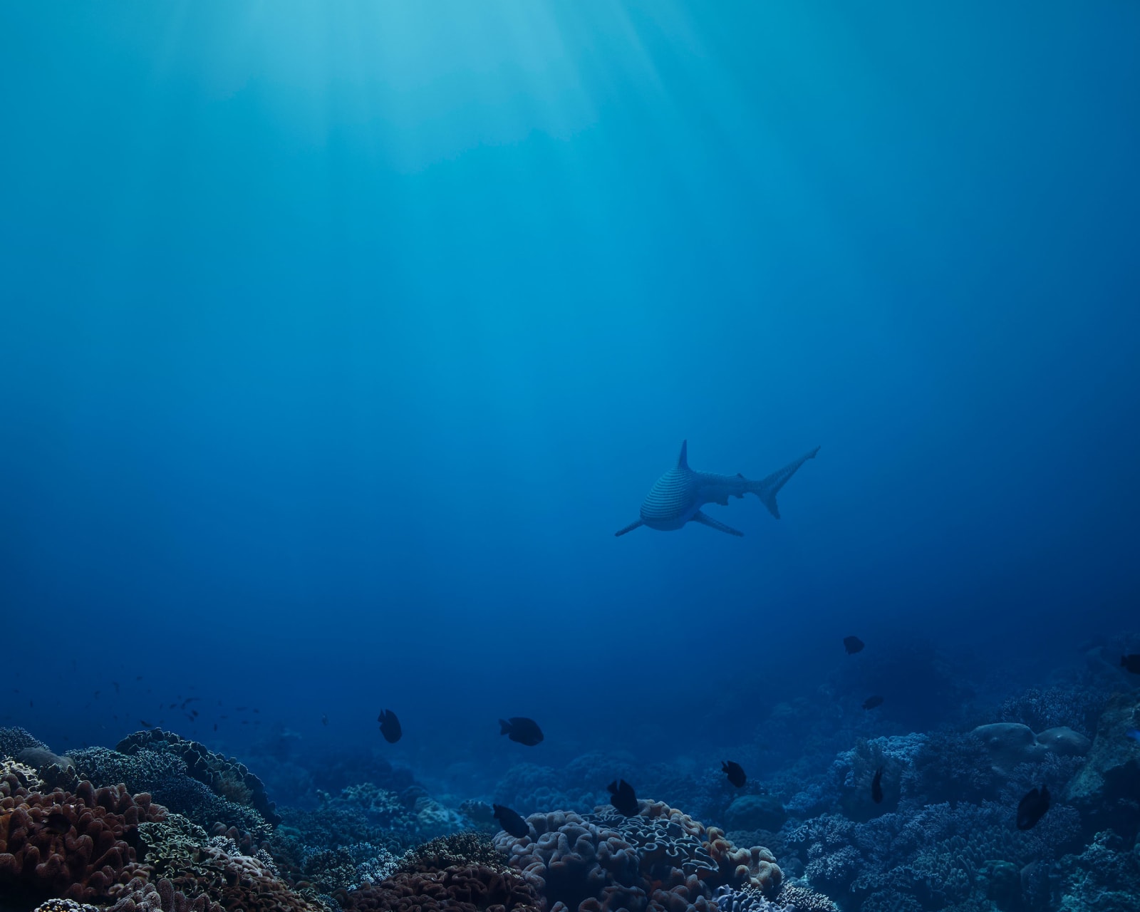 Dean West & Nathan Sawaya, Reef Shark, 2019