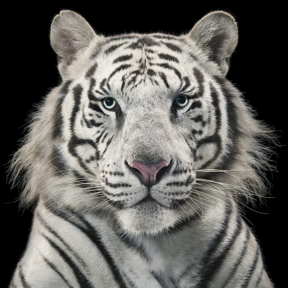 Tim Flach, Royal Tiger, 2012