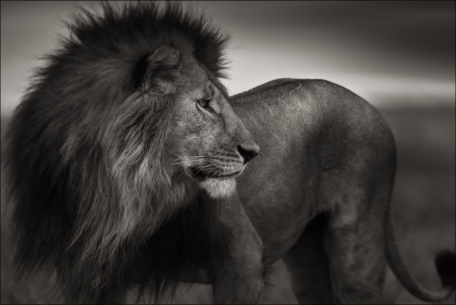 Joachim Schmeisser, Lionheart, 2020