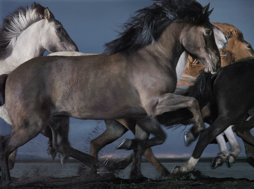 Tim Flach, Armot, 2008