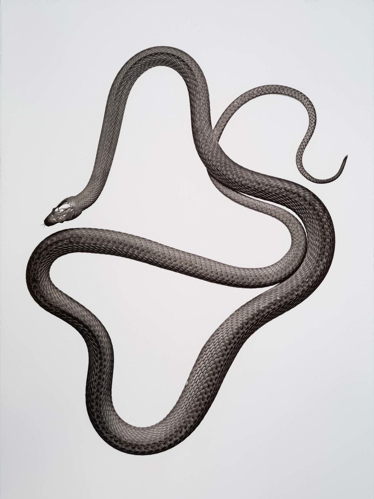 Jan C. Schlegel, Dendroaspis angusticeps (Eastern Green Mamba), 2020