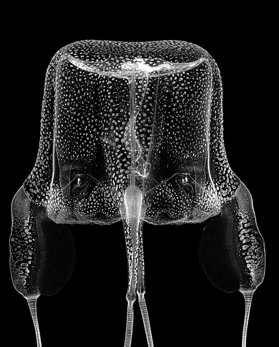 Jan C. Schlegel, Box Jellyfish #2, (Carybdea Branchi), Cape Town, 2023