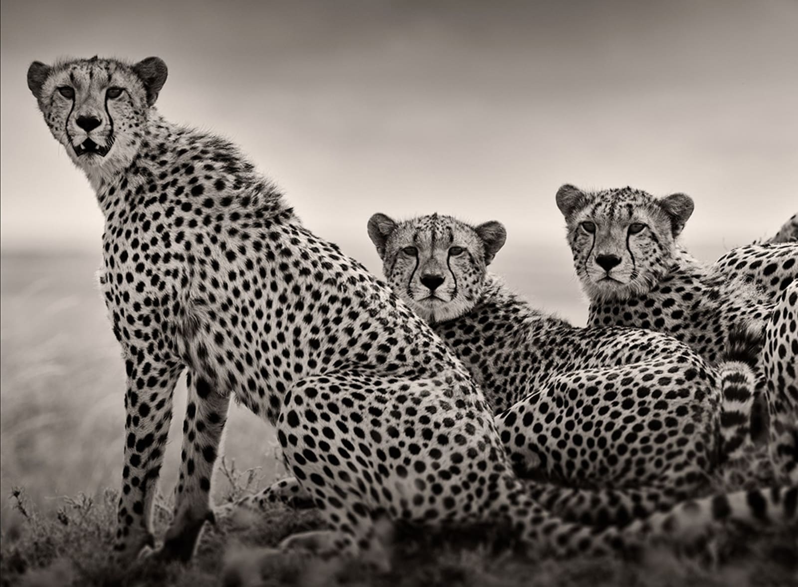 Joachim Schmeisser, Alliance I, Tanzania, 2023