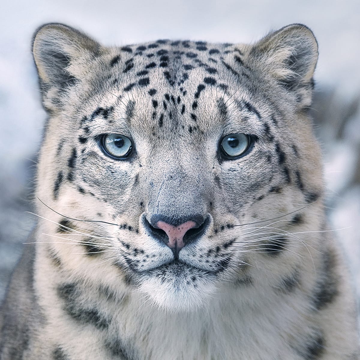echofinearts-tim-flach-snow-leopard-2017.jpg
