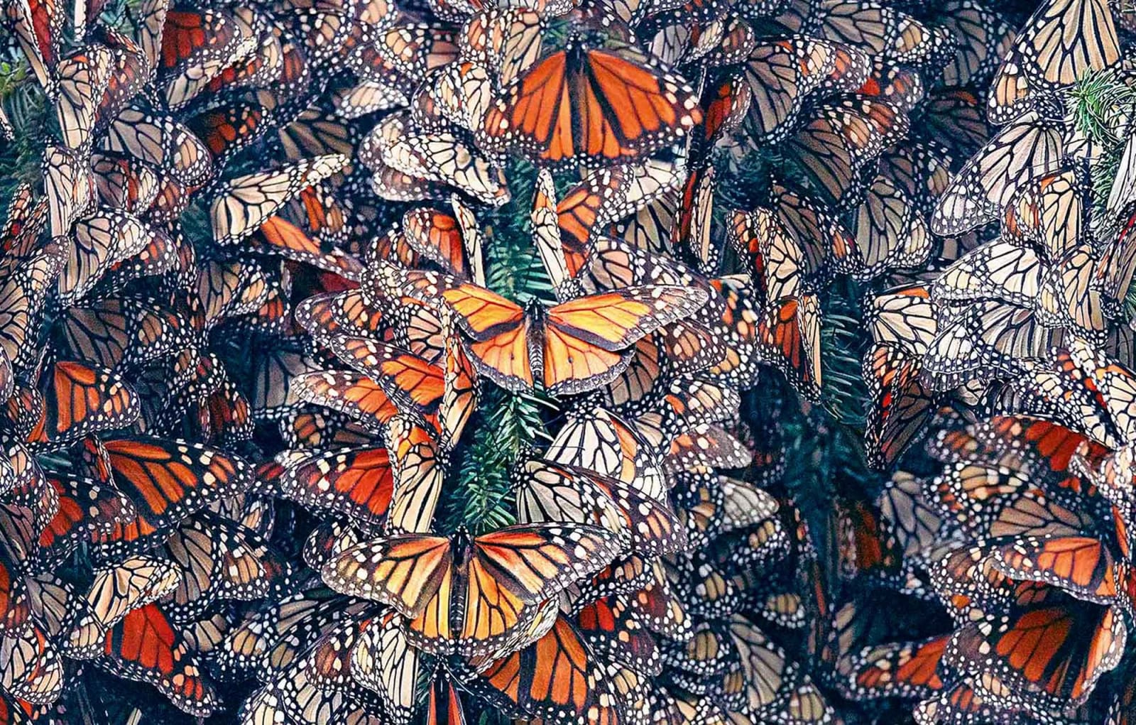 Tim Flach, Monarch Butterflies en Masse, 2017