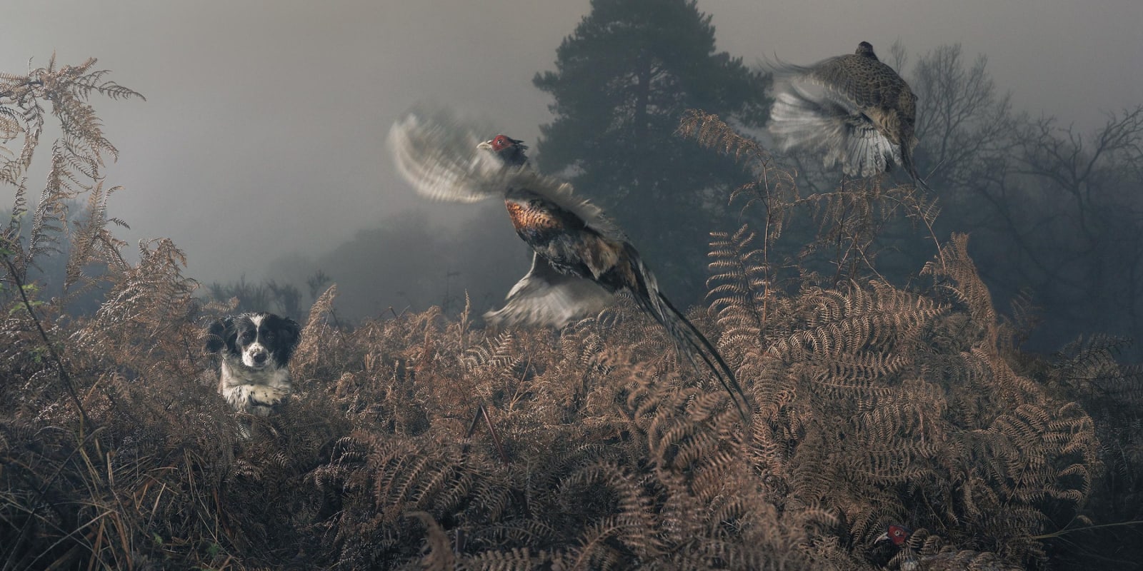 Tim Flach, Penny Working the Bracken, 2010