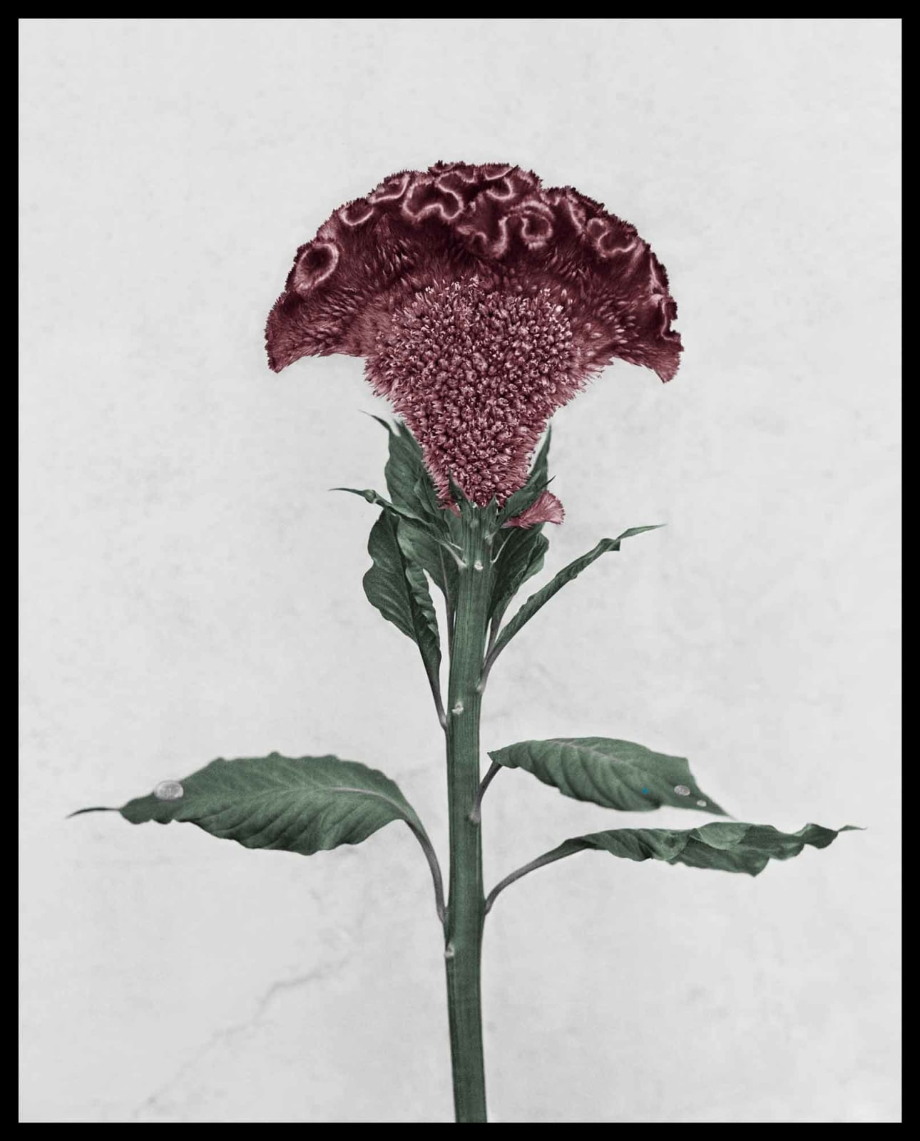 Vee Speers, Botanica #3 (Celosia Cristata), 2016
