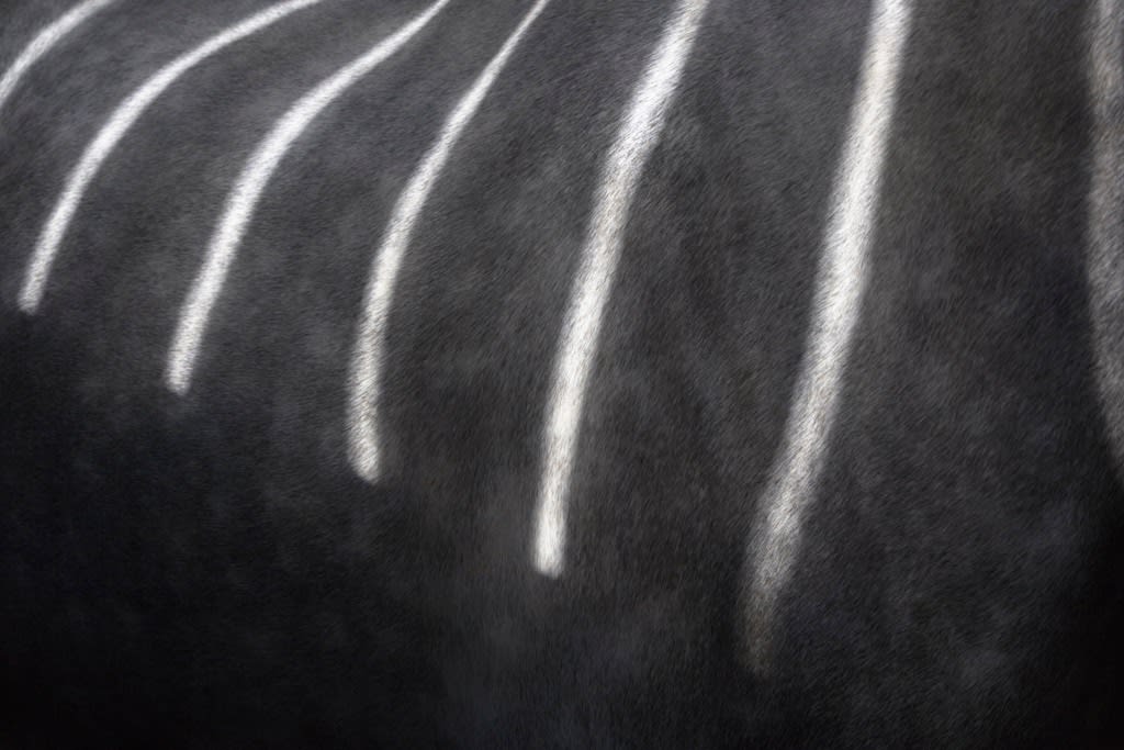 Tim Flach, Stable Shadow II, 2008