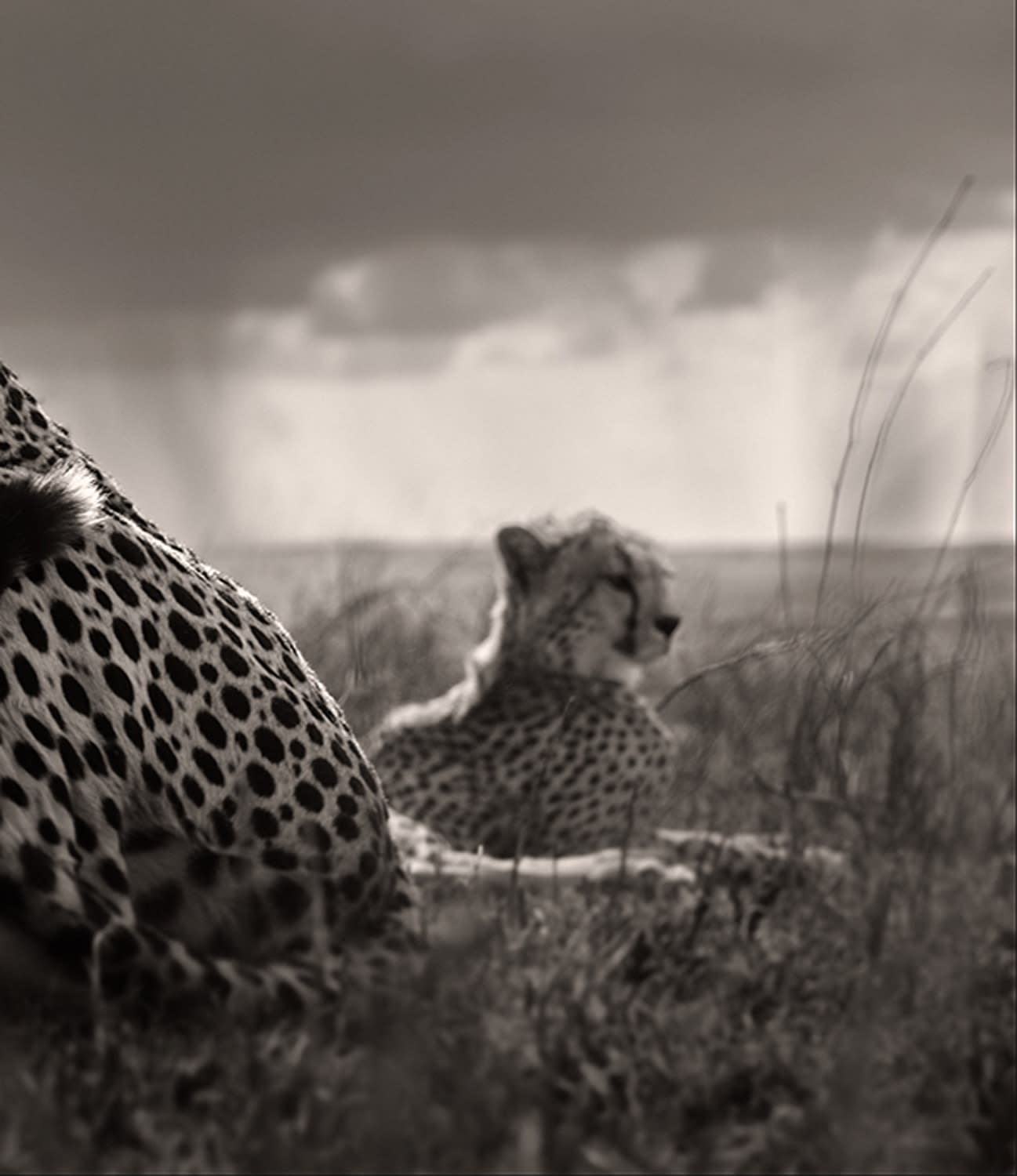 Joachim Schmeisser, On the Leap, Tanzania, 2022