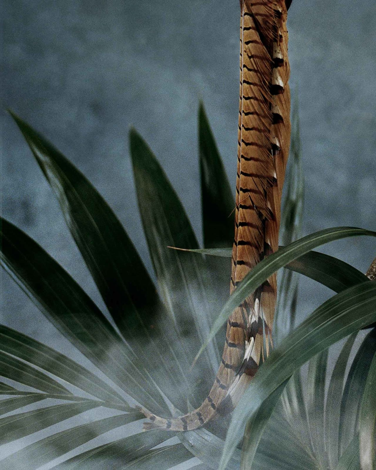 Vee Speers, Untitled #21, 2020