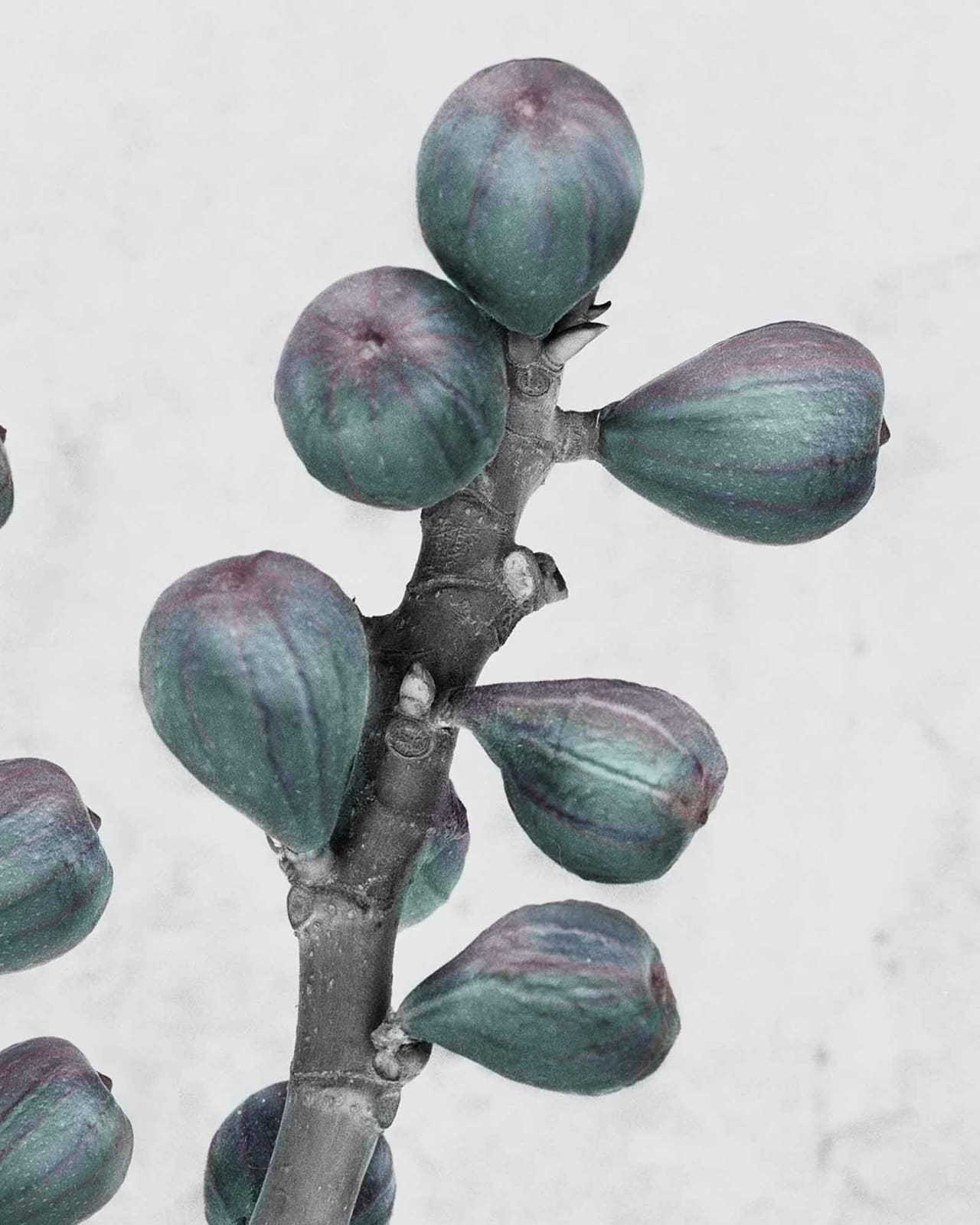 Vee Speers, Botanica #27 (Ficus Carica), 2016