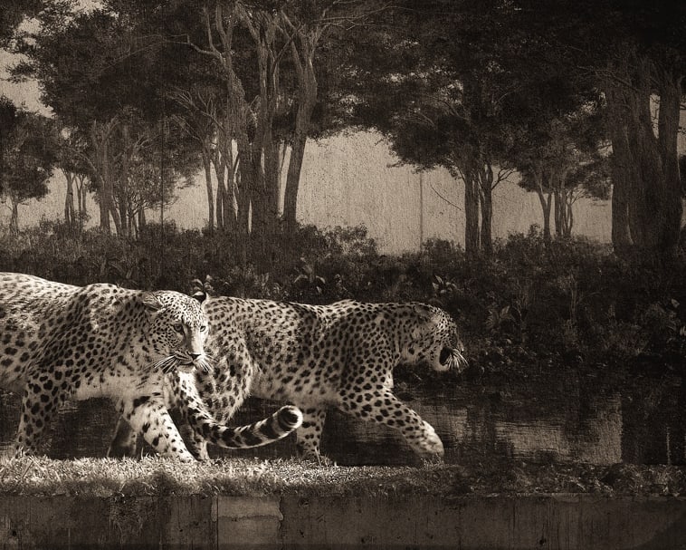 Jan Gulfoss, Deux léopards, c. 2013-2016