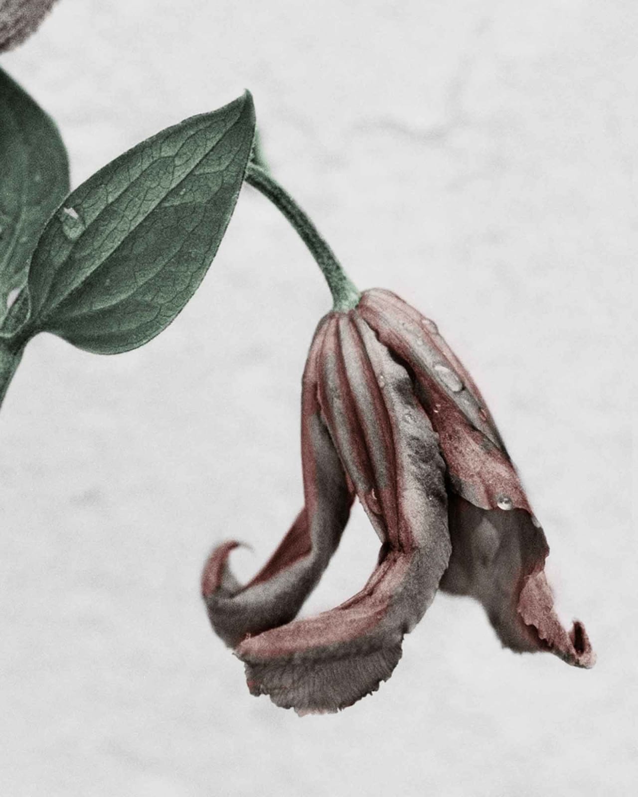 Vee Speers, Botanica #1 (Clematis), 2016